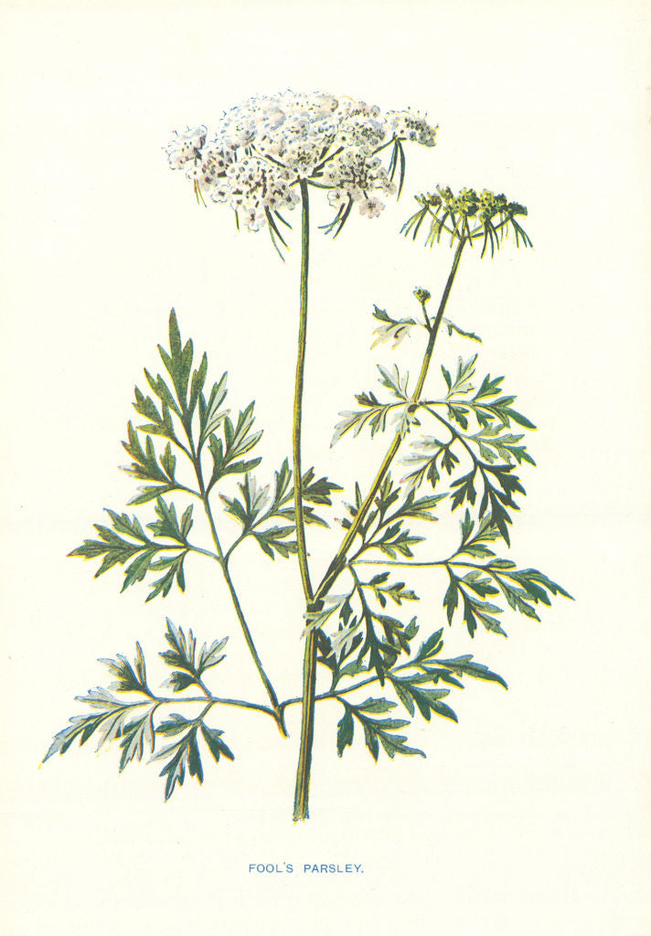 Fool's Parsley. Wild Flowers by Frederick Edward Hulme c1895 old antique print